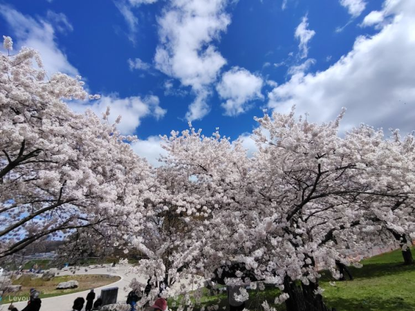 大瀑布的樱花、玉兰花、郁金香都到了最美的季节
