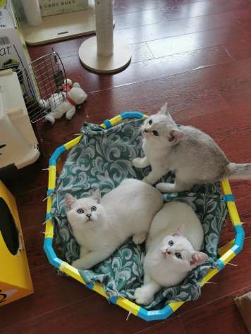 银渐层弟弟找新家