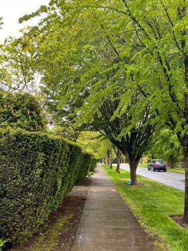 温西Kerrisdale